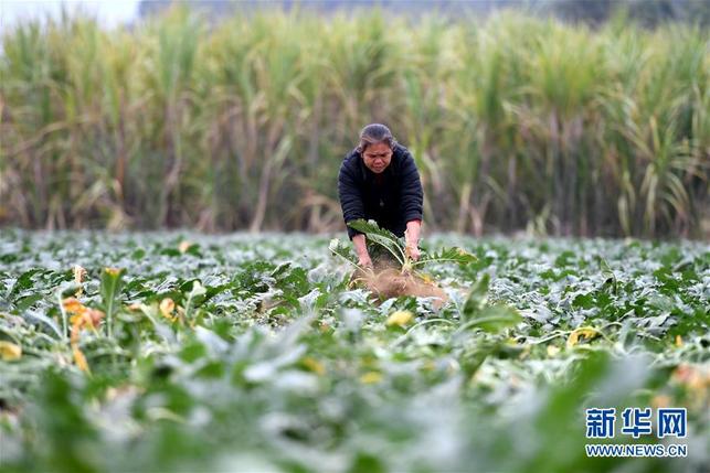 广西柳州：头菜丰收劳动忙