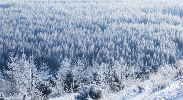 尚义：雪色浪漫大青山