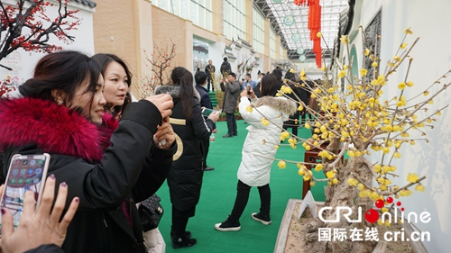 【河南原创】梅香飘四海 第九届中国·鄢陵蜡梅梅花文化节开幕