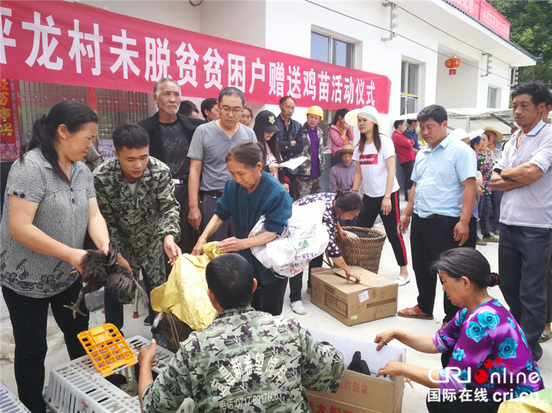 湖北太坪龙：1300只鸡苗“飞”进贫困户家