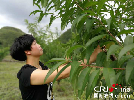 贵州六盘水“彩虹桃”成为百姓致富果