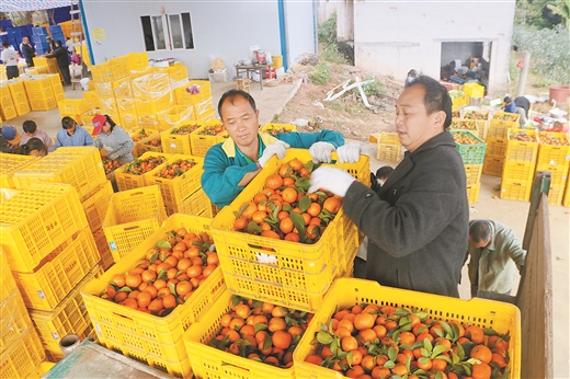 广西藤县：砂糖橘助力脱贫摘帽