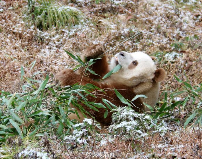 萌一脸！棕色大熊猫“七仔”见雪变身“雪花熊”