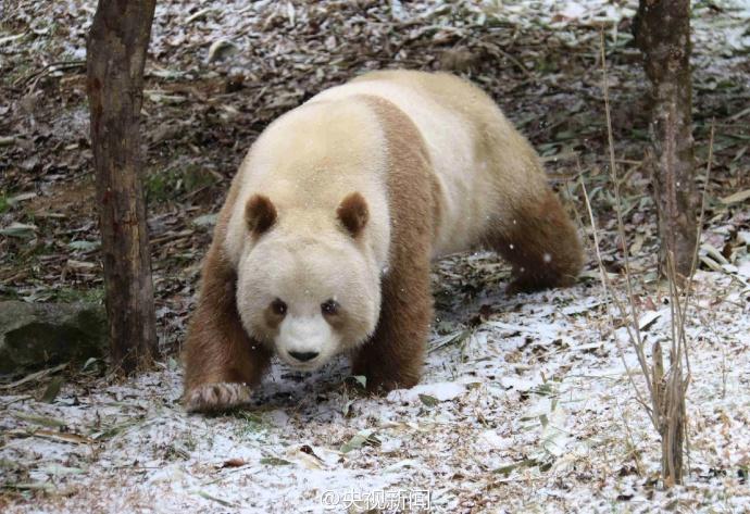 萌一脸！棕色大熊猫“七仔”见雪变身“雪花熊”