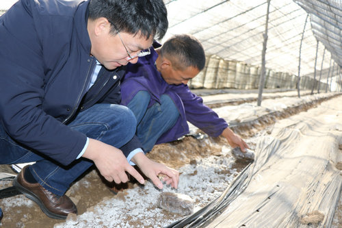 【河南供稿】平顶山市郏县堂街镇：羊肚菌撑起脱贫“伞”