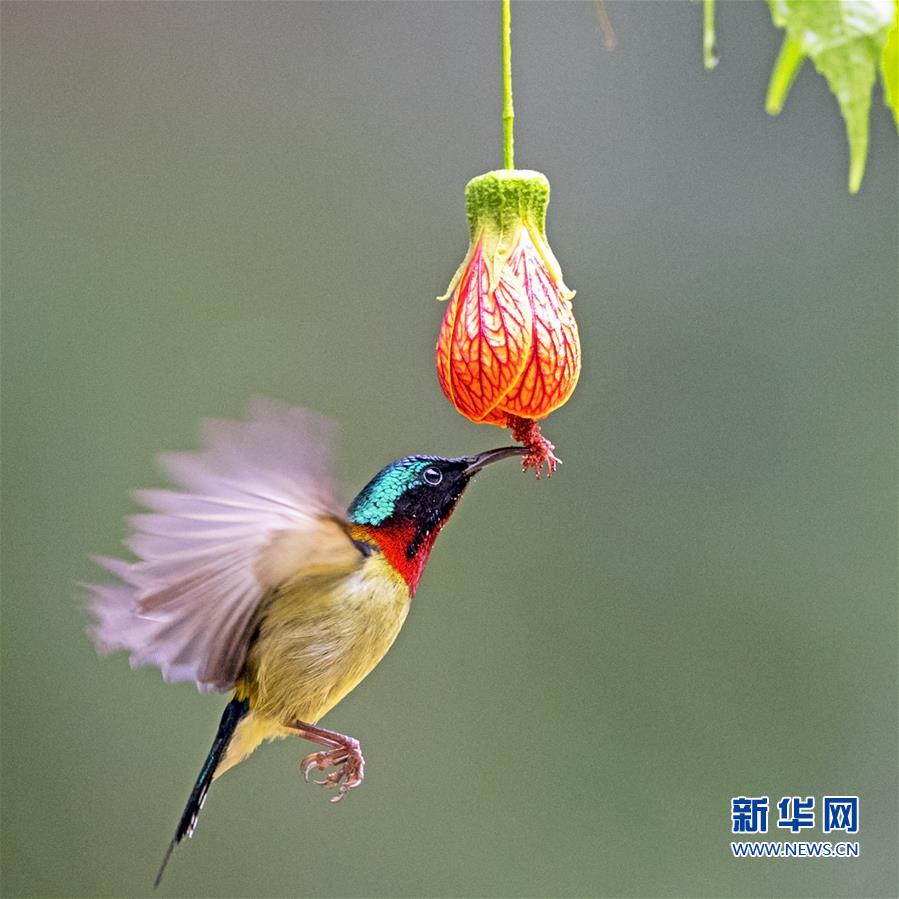 福州：“亚洲蜂鸟”悬停觅食