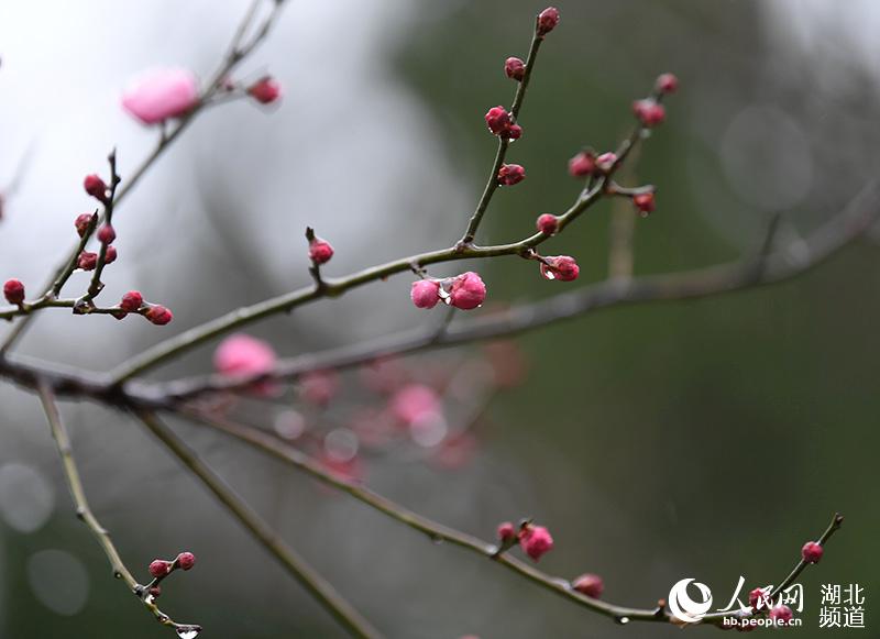 湖北保康：寒冬蜡梅香