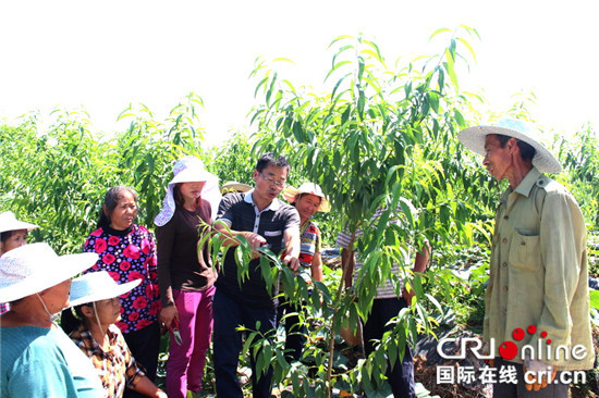 【区县联动】【铜梁】重庆铜梁双永村：脆桃丰收采后即管【内容页标题】重庆铜梁双永村：脱贫村脆桃丰收采后即管 奠定高产基础