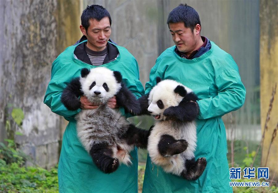 重庆动物园大熊猫双胞胎与游客见面