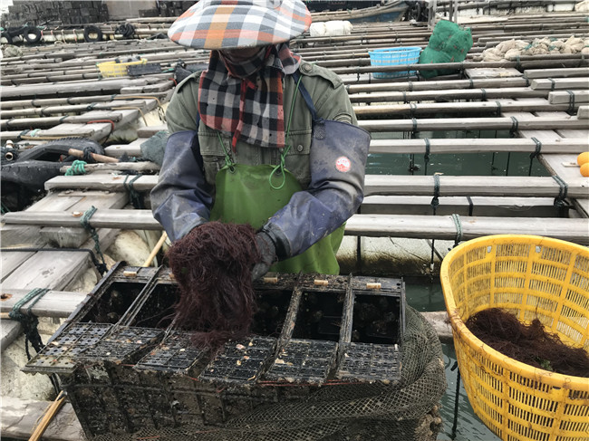 全国鲍鱼养殖基地奇达村：“旅游+农业”促进乡村产业振兴