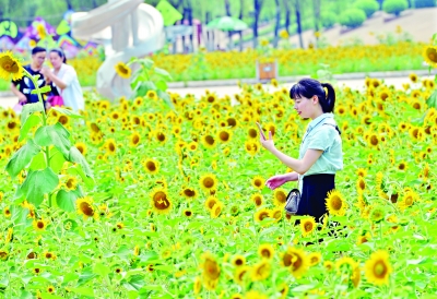 夏日花香满江城