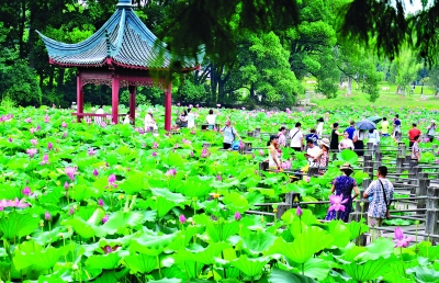 夏日花香满江城