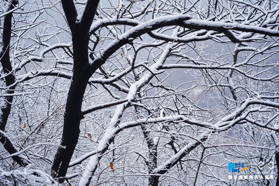 【城市远洋】【焦点图-大图】【移动端-轮播图】郑州首雪 伏羲山仿佛“白色森林”