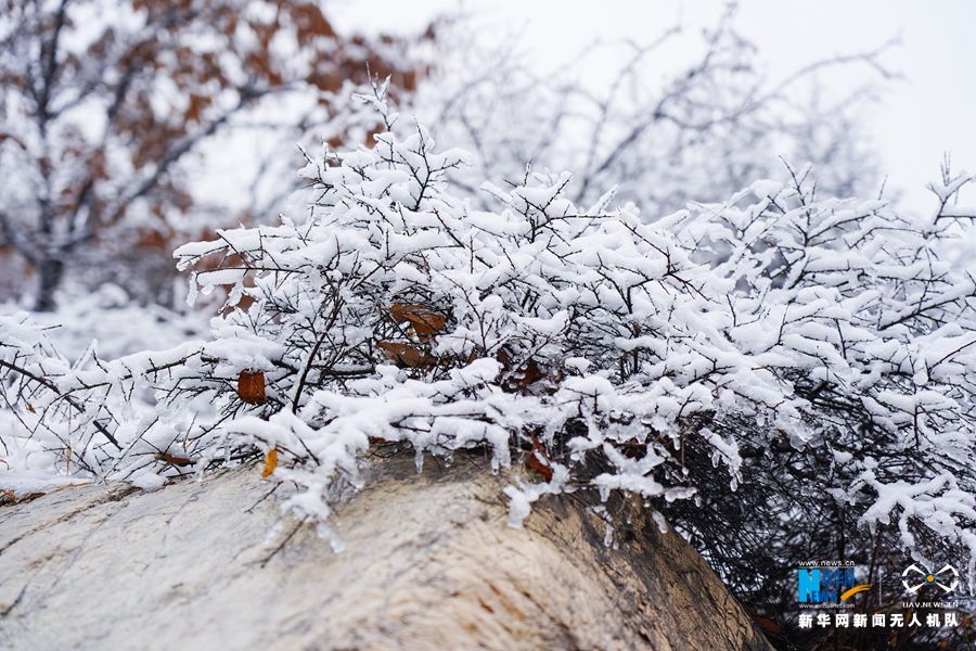 【城市远洋】【焦点图-大图】【移动端-轮播图】郑州首雪 伏羲山仿佛“白色森林”