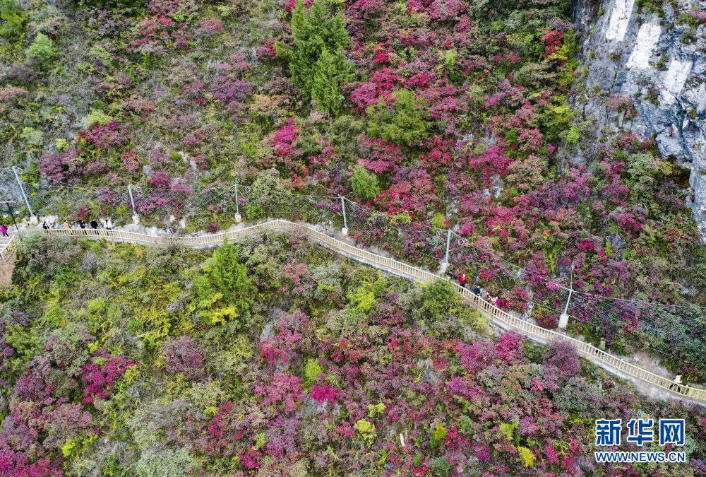 重庆：生态产业助推三峡库区高质量发展