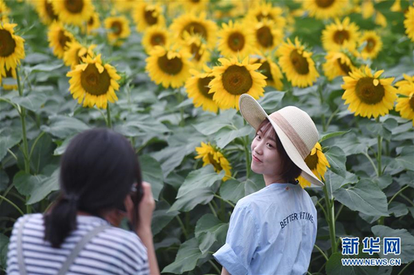 北京：葵花盛开引游人