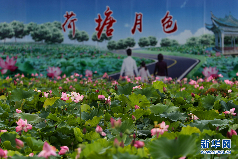 安徽：盛夏雨后月 满塘素红碧