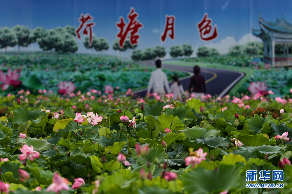 安徽：盛夏雨后月 满塘素红碧