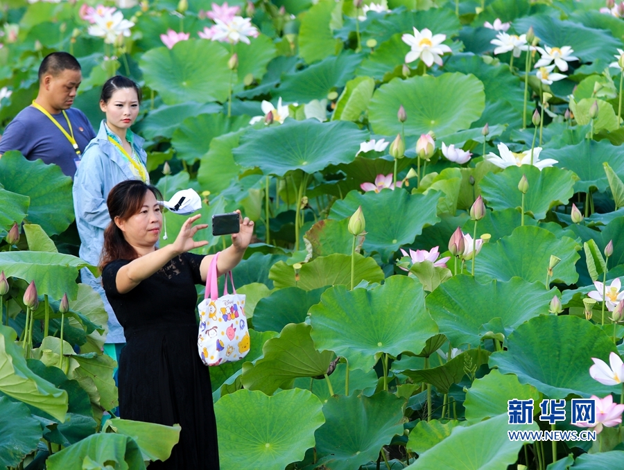 福建：古田会址荷花开