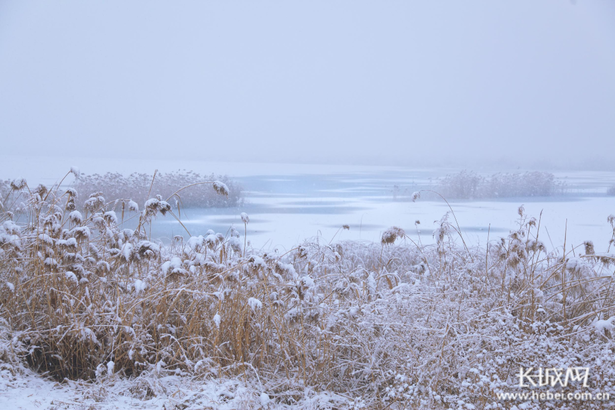 【生态文明@湿地】淡装素颜 衡水湖雪景美如水墨画