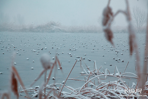 【生态文明@湿地】淡装素颜 衡水湖雪景美如水墨画