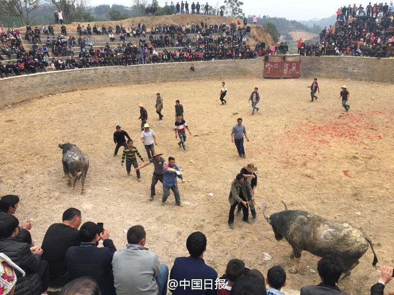 云南文山丘北斗牛庆春节 吸引周边村民