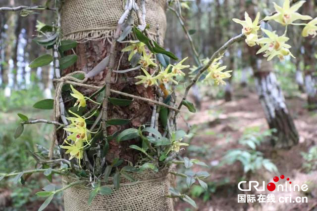 贵州荔波：马尾松上栽仙草 助250户贫困户脱贫