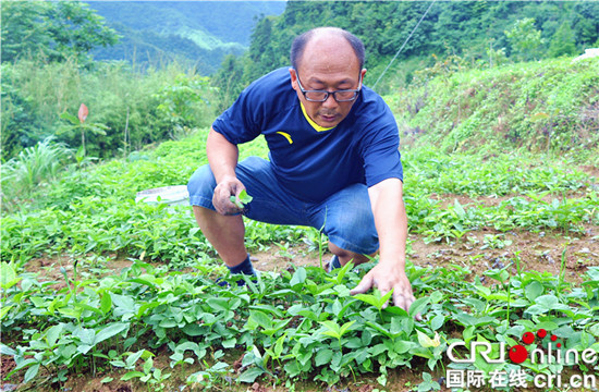 【社会民生】重庆石柱返乡创业者隆德：种植中药材走上致富路