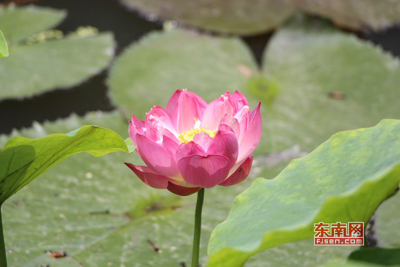 福州茶亭公园荷花盛开 吸引大批拍客前来采风取景