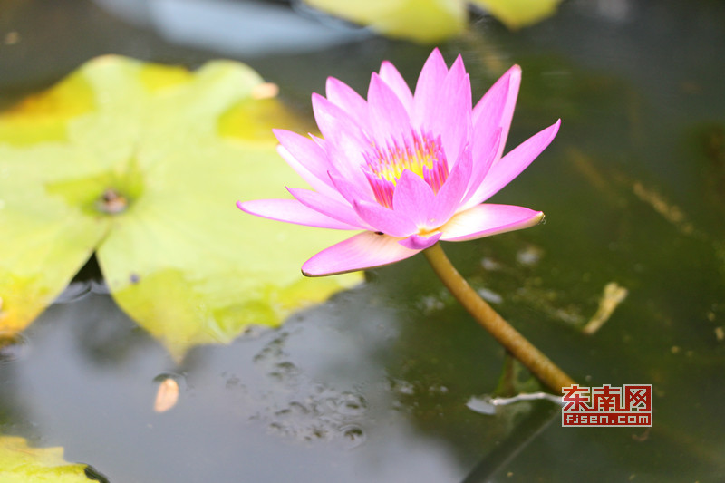 福州茶亭公园荷花盛开 吸引大批拍客前来采风取景