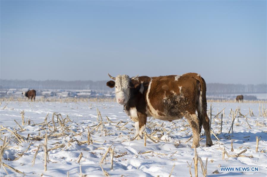 Winter scenery in Heilongjiang Province