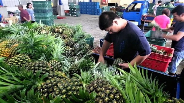 香蕉凤梨“价崩”后火龙果蠢蠢欲动 台果农无奈街头抗议