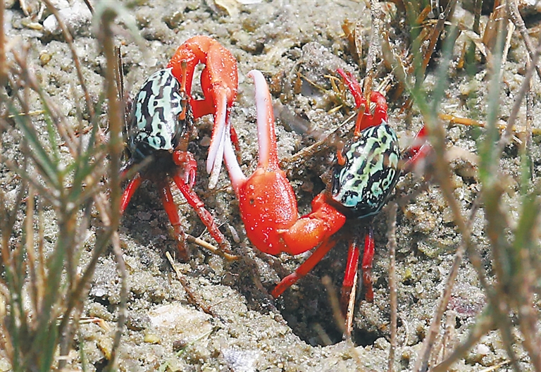 海南三亚：湿地环境好 招潮蟹回归 紫水鸡乐栖