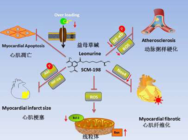 图片默认标题_fororder_10