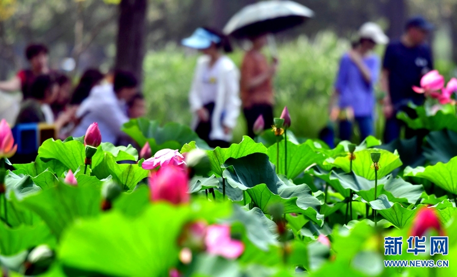 河南：【夏▪景】雨后荷塘精灵舞