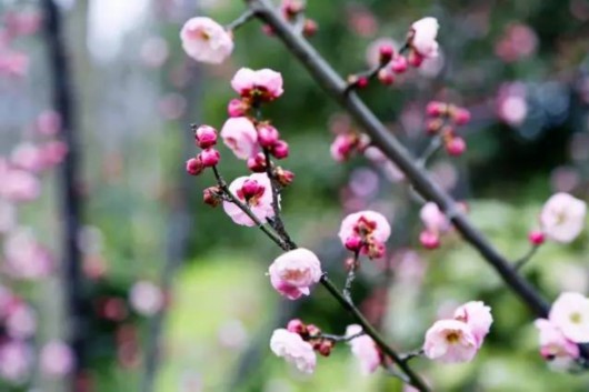 【旅游大文字】又到梅花盛开时 上海当季赏梅地推荐