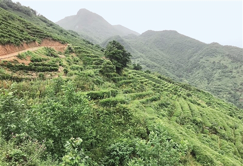 陕西汉中峡口镇:茯茶造福秦岭人_fororder_汉中