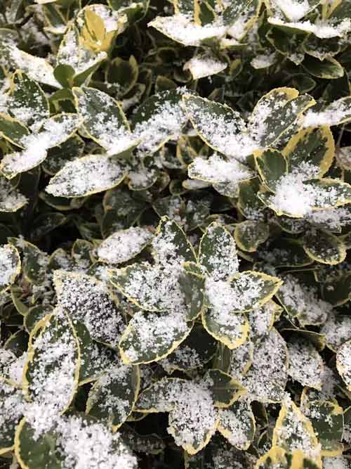 【旅游大文字】申城迎来新年“初雪” 将延续至9日中午