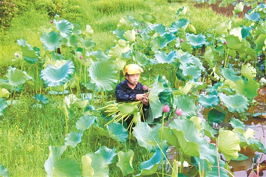 梧州： 荷花销售拓宽致富路