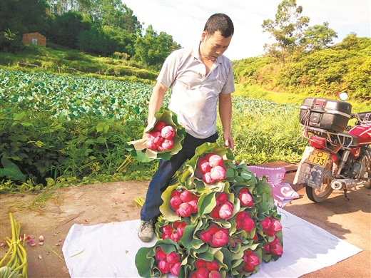 梧州： 荷花销售拓宽致富路