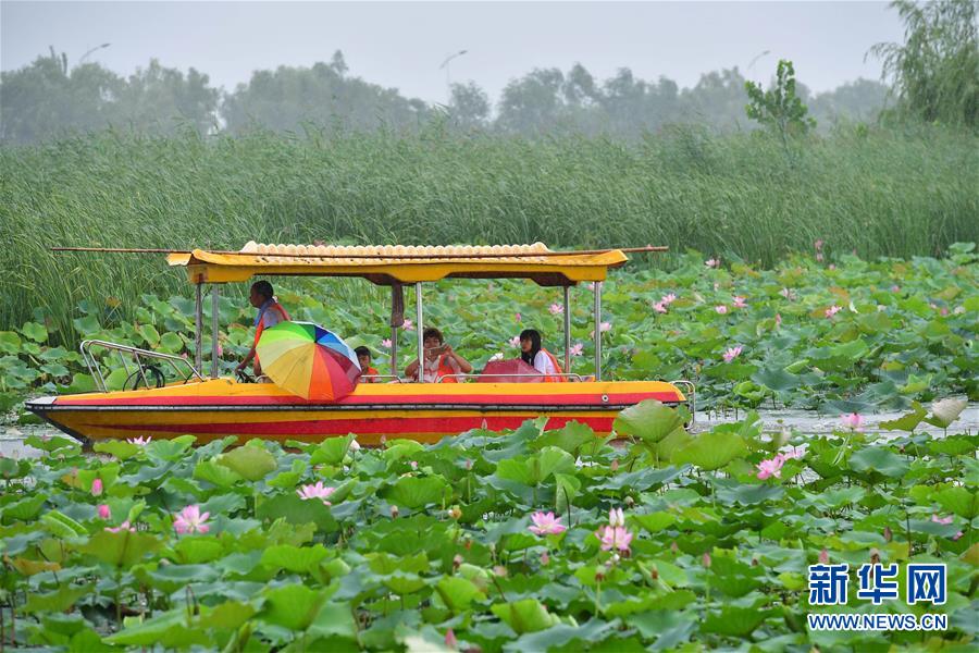 河南：荷韵