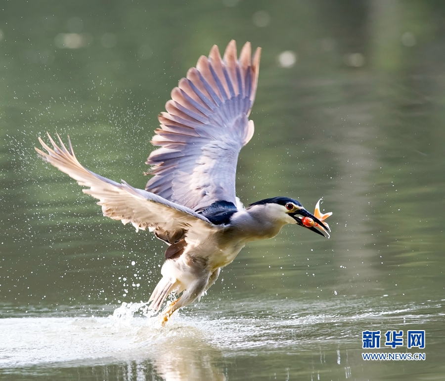 福建福州：夜鹭出击 湖上捕鱼