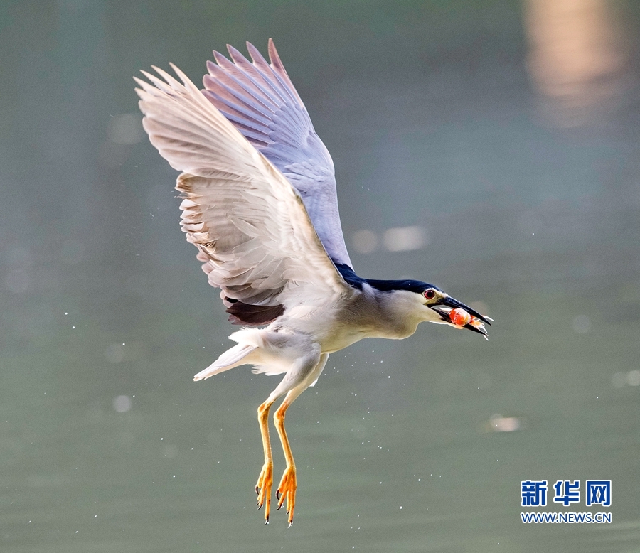 福建福州：夜鹭出击 湖上捕鱼