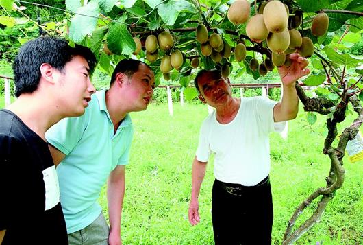 不让“黄金果”变“伤心果” 张湾区破解猕猴桃产销困局