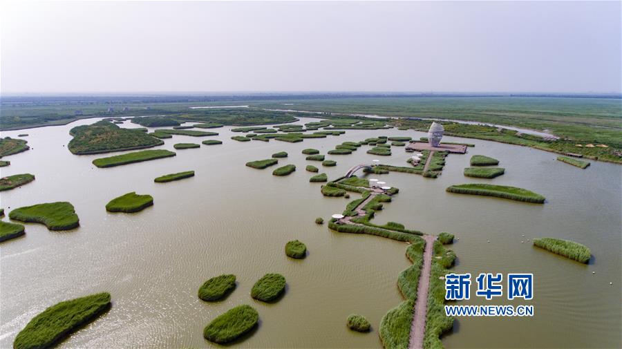 山东寿光：夏日湿地风光美