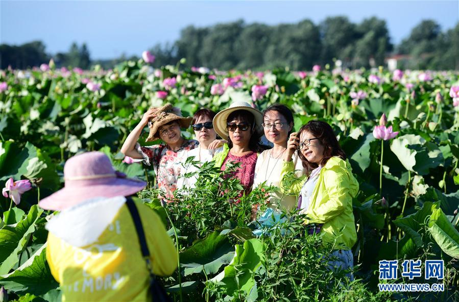 安徽：夏荷飘香