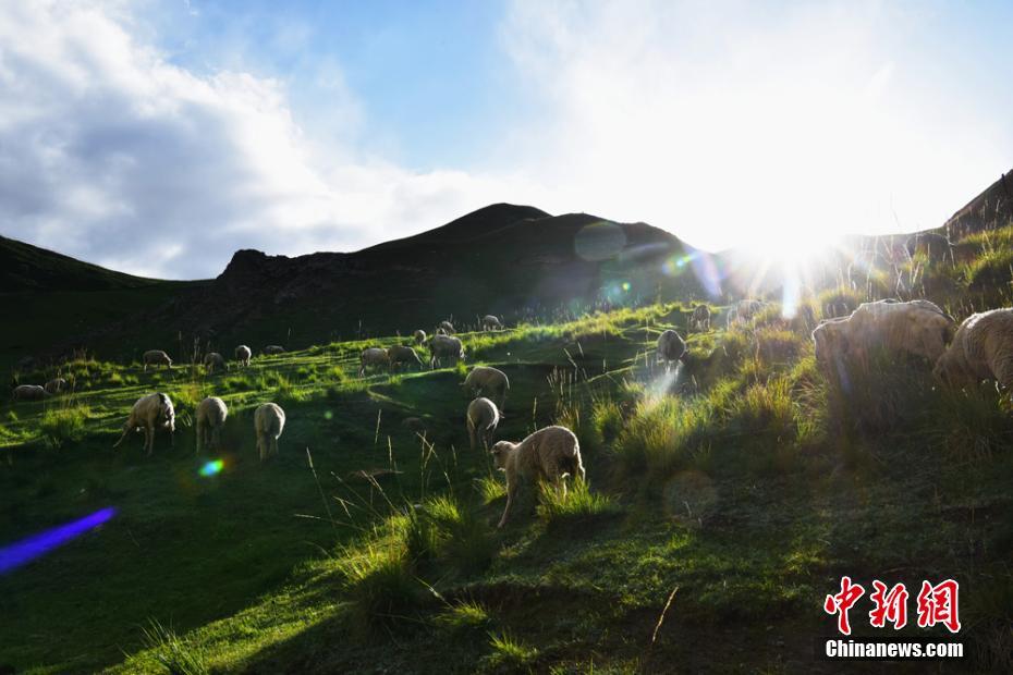 甘肃：七月祁连山绿波荡漾牛羊成群