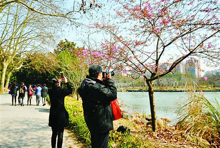 【旅游大文字】暖阳“催醒”早樱 专家：花期近20年最早