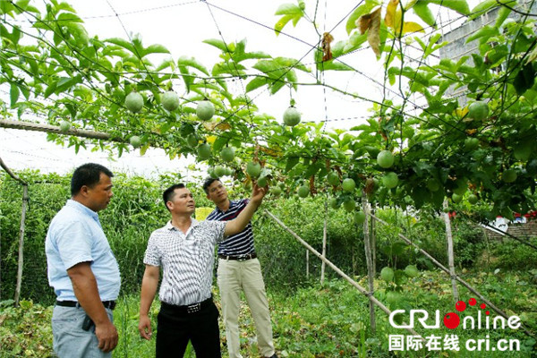 【唐已审】 百香果变平南人民的“增收”果