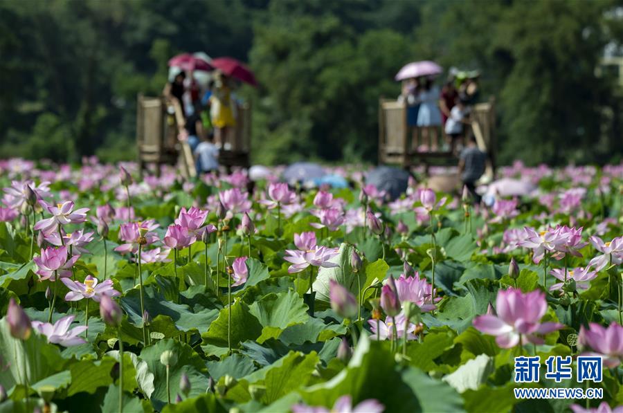 江西新余：荷花绽放引客来